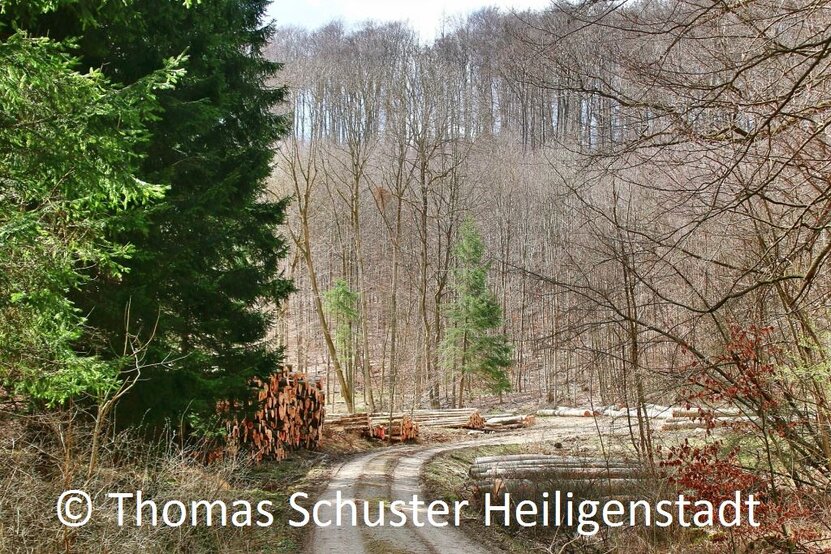 © www.heiligenstadt.net