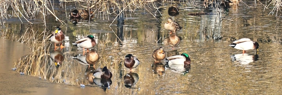 © www.schuster-heiligenstadt.de