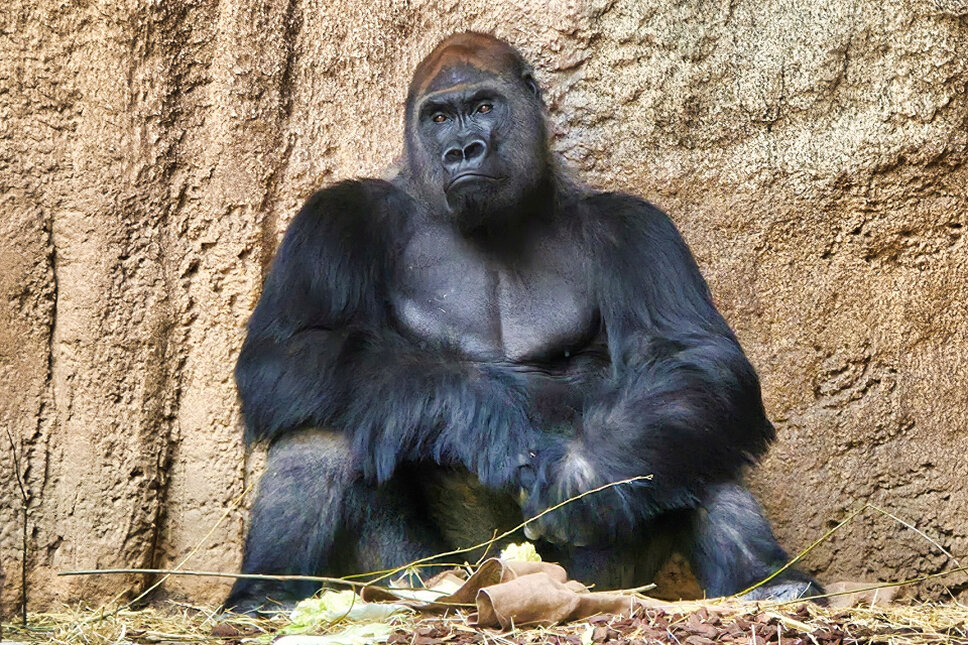 Gorilla im Zoo Erfurt AS © www.heiligenstadt.net