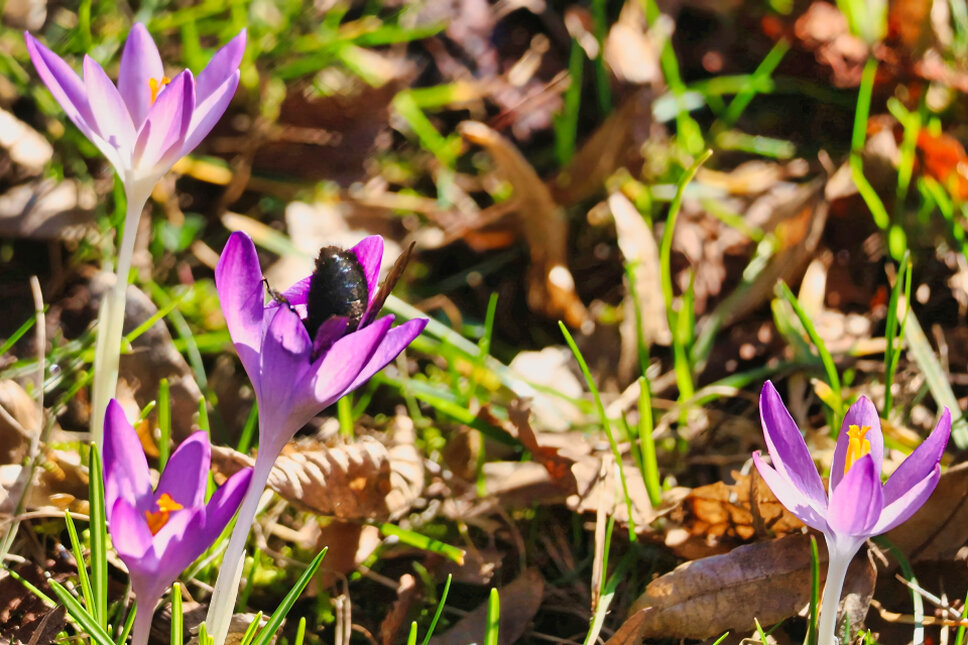 © www.heiligenstadt.net