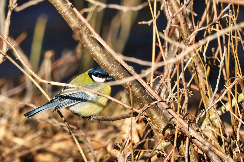 © www.heiligenstadt.net