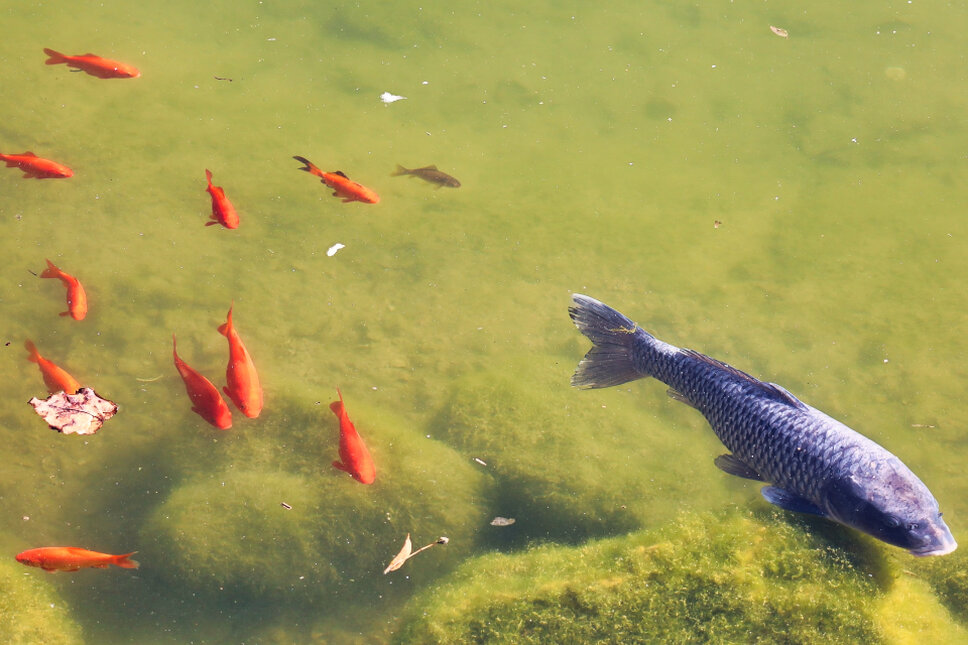 © www.heiligenstadt.net