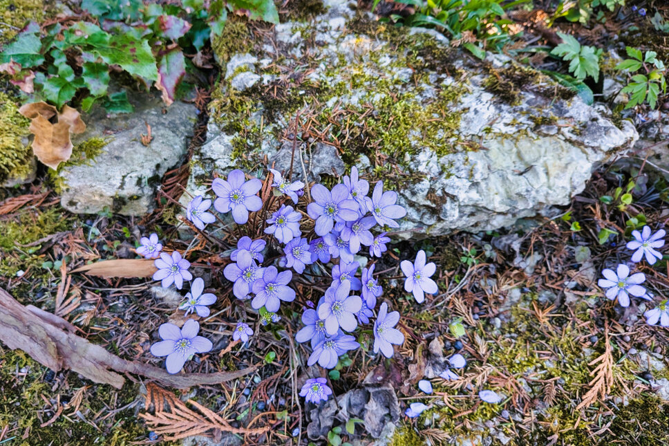 © www.heiligenstadt.net