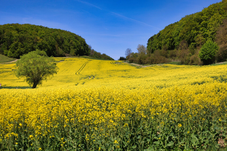 © www.heiligenstadt.net