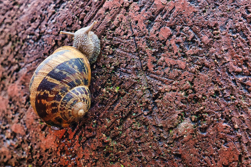 Schnecke EGA Erfurt TS © www.heiligenstadt.net