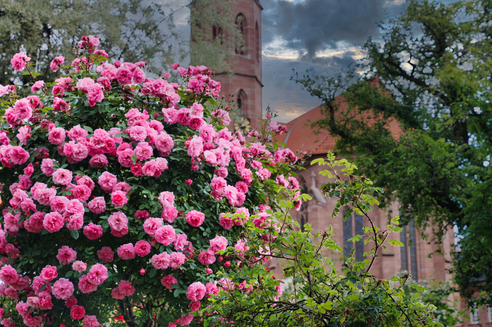 Martinskirche Heiligenstadt TS © www.heiligenstadt.net