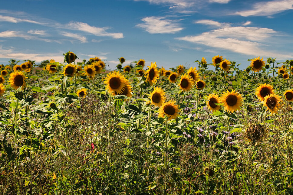 Sonnenblumenfeld TS © www.heiligenstadt.net