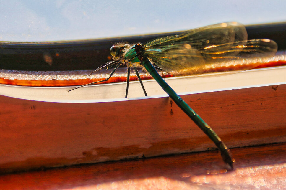 Libelle TS © www.heiligenstadt.net