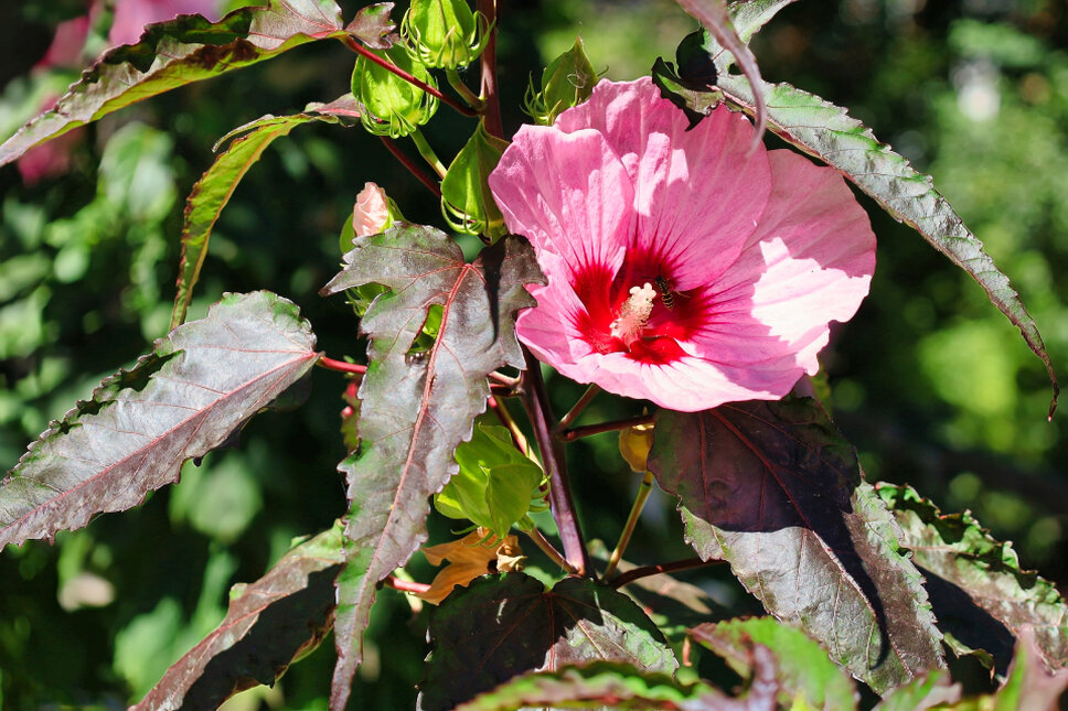 Hibiskus © www.heiligenstadt.net