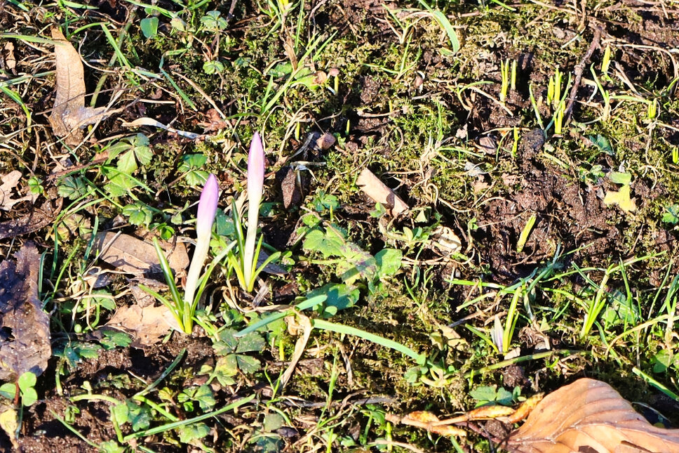 Fruehblüher Heiligenstadt TS © www.heiligenstadt.net