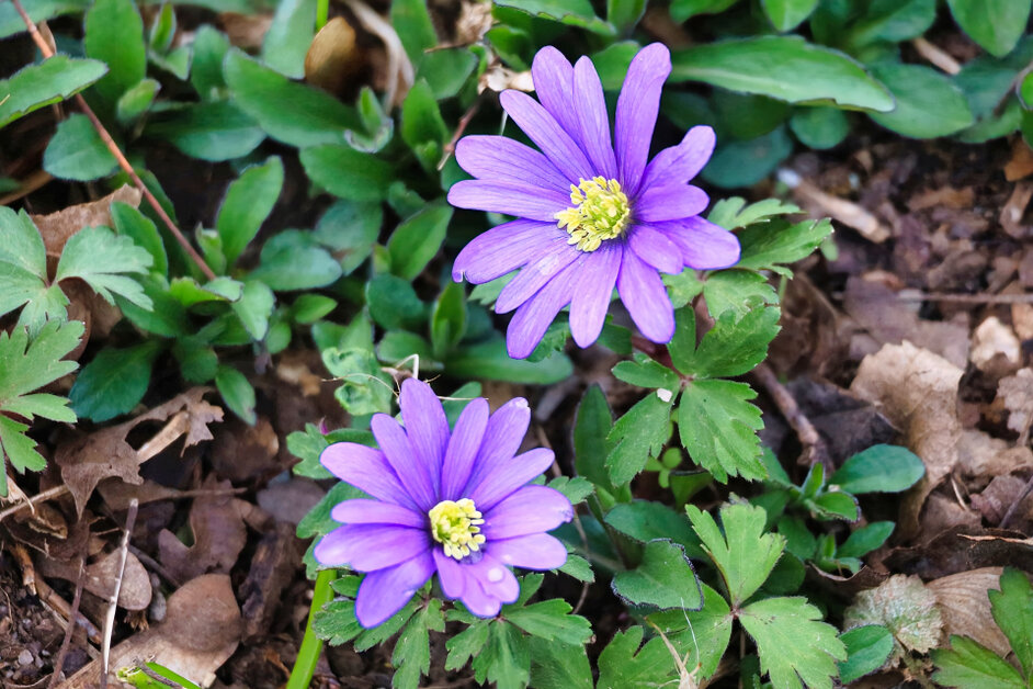 © www.heiligenstadt.net